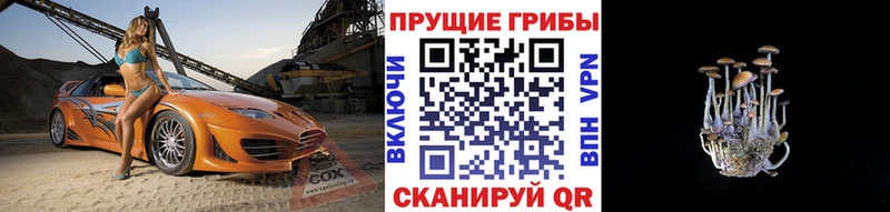 mega как зайти  Саратов  Псилоцибиновые грибы Psilocybine cubensis 
